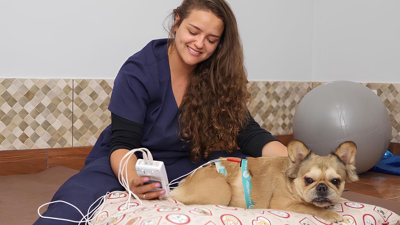 Exames Veterinários para Cães, Gatos e Equinos