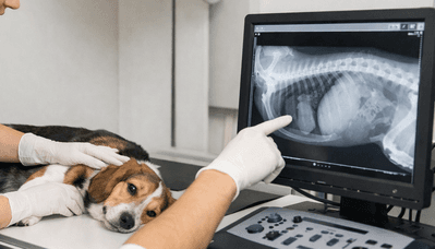 Raio-X Veterinário: quando indicar e como funciona